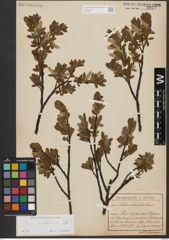 Foto von Salix waldsteiniana Willd.